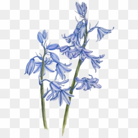 Bluebell Png Image Background - Blue Bell Flower Drawing, Transparent Png - iris flower png