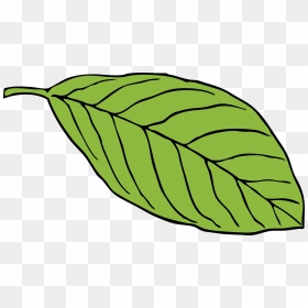 Leaf Clipart Black And White, HD Png Download - oval shape png