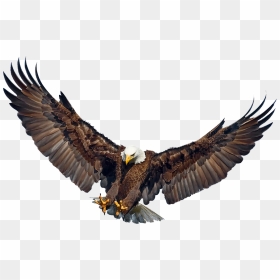 Eagle Landing Wings Spread - Golden Eagle Wings Spread, HD Png Download - eagle flying png