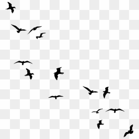 Flying Flock Of Birds Png High Quality Image - Birds Silhouette Png, Transparent Png - white birds png