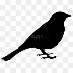 Free Png Birds Png Images Transparent - Simple Black Bird Drawing, Png Download - white birds png