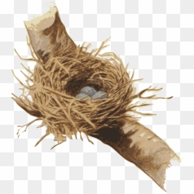 Nest,bird Nest,plant - Nest Clipart, HD Png Download - bird nest png