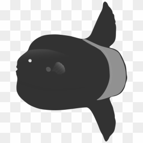 Snout,fish,killer Whale - Killer Whale, HD Png Download - killer whale png