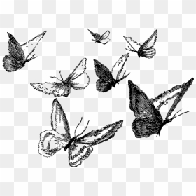 Pencil Butterfly Drawing, HD Png Download - butterfly png clipart