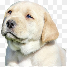 Labrador Retriever Puppy Png Image File - Labrador Retriever, Transparent Png - labrador png