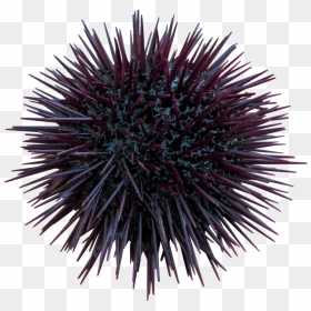 #urchin #seaurchin #sealife #terrieasterly - Sea Urchin Transparent Background, HD Png Download - sea urchin png