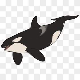 Killer Whale Dolphin Wildlife Animal - Whale Animated Png, Transparent Png - killer whale png