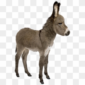 Donkey Png Images - Donkey With White Background, Transparent Png - mule png