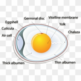 Transparent Egg Yolk Png - Vitelline Membrane Of Egg, Png Download - egg yolk png