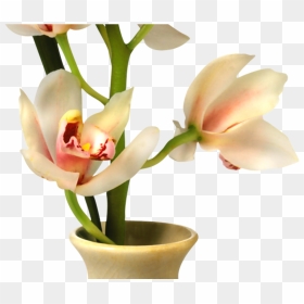 19 Flowers In Vase Png Library Download Huge Freebie - Transparent Background Flowers Vase Png, Png Download - flowers in vase png