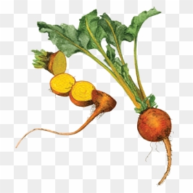 If You Want To Buy My Art - Turnip, HD Png Download - turnip png