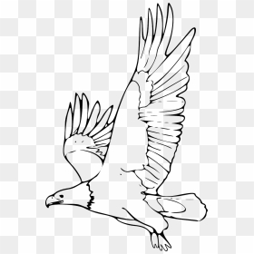 Eagle Black And White Clipart, HD Png Download - eagle flying png