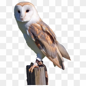 Barn Owl Transparent Background, HD Png Download - white birds png