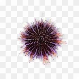 Sea Urchin, HD Png Download - sea urchin png
