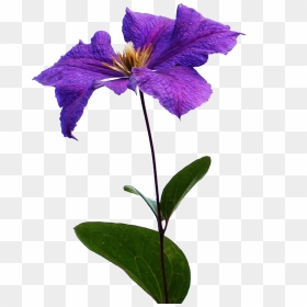 Clematis Flowers Png Background - Clematis Png, Transparent Png - iris flower png