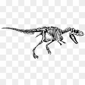 Dinosaur Bones Fossils Png Free Image - T Rex Fossil Drawing, Transparent Png - dinosaur bones png