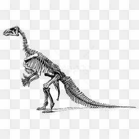Free Png Download Tyrannosaurus Fossil Skeleton Png - Clipart Of Dinosaur Bones, Transparent Png - dinosaur bones png