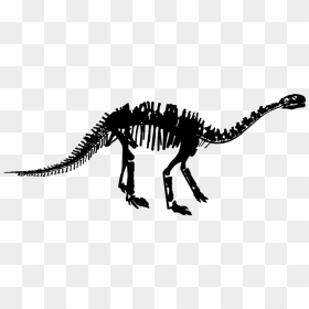 Tyrannosaurus, HD Png Download - dinosaur bones png
