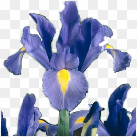 #iris #flower #sticker #irisflower #irisflowersticker - Iris Versicolor, HD Png Download - iris flower png