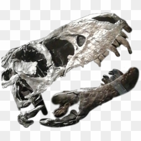 Dino Dinosaur Bones Dinobones Dinosaurbones - Anthropologist, HD Png Download - dinosaur bones png