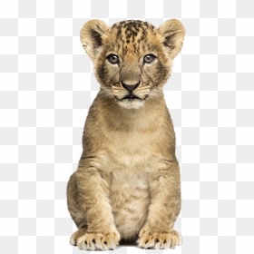 #ladymc #babylion #baby #lion #animal - Lion Cub Png, Transparent Png - baby lion png