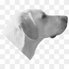 Transparent Golden Retriever Clipart Black And White - Dog Head Transparent Background, HD Png Download - labrador png