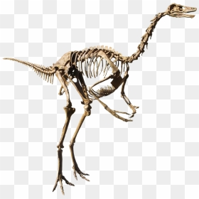 Dinosaur Bones Png, Transparent Png - dinosaur bones png