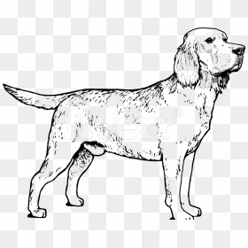 Lab - Labrador Coloring Page, HD Png Download - labrador png