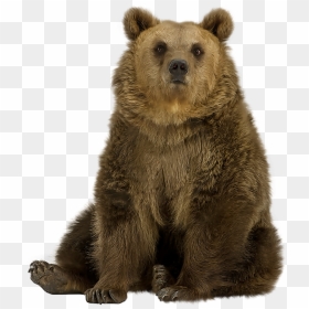 Brown Bear Png Pic - Bear Sitting Transparent Background, Png Download - brown bear png