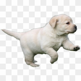 Labrador Retriever Puppy Png Picture - Labrador Puppy, Transparent Png - labrador png