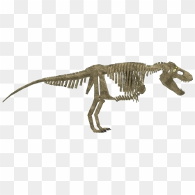Dinosaur Simulator Wiki - Fossil Tyrannosaurus Rex Dinosaur Simulator, HD Png Download - dinosaur bones png