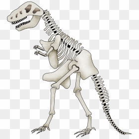 Transparent Background Dinosaur Skeleton Clipart, HD Png Download - dinosaur bones png