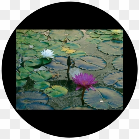 D - Antonakos - Lily Pad - Apollo Design Csds-8003 - Water Lily, HD Png Download - lilly pad png