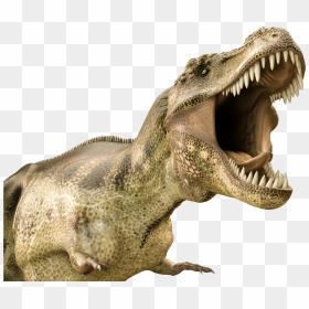 Dinosaur Jaws Transparent, HD Png Download - dinosaur bones png
