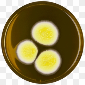 Aspergillus Neoafricanus Meaox - Aspergillus Yellow White, HD Png Download - egg yolk png