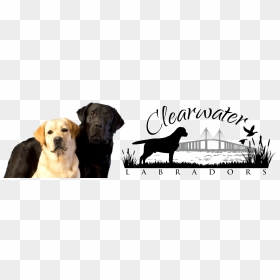 Labrador Retriever , Png Download - Labrador Retriever, Transparent Png - labrador png