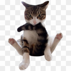 Thumb Image - Transparent Funny Cats Png, Png Download - funny cat png