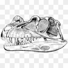 Dinosaur Bone Sketch, HD Png Download - dinosaur bones png