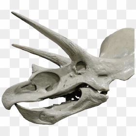 Tricerotops Head - Dinosaur Body Fossils, HD Png Download - dinosaur bones png