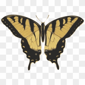 Free Vector Butterfly Top View Clip Art - Swallowtail Butterfly Monarch Tiger, HD Png Download - butterfly png clipart
