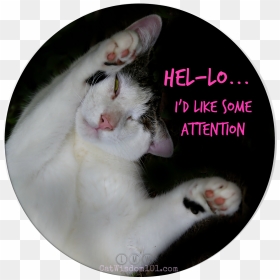 Odin Funny Cat Attention - Cat Yawns, HD Png Download - funny cat png