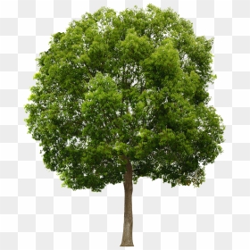 Trees From Above Png - Tree Png Front View, Transparent Png - tree from above png