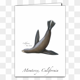 California Sea Lion, HD Png Download - sea lion png