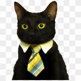 Good Morning Funny Cat , Png Download - Business Cat Meme Blank, Transparent Png - funny cat png