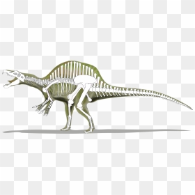 Dinosaurs Svg Dinosaur Skeleton - Skeleton Of A Spinosaurus, HD Png Download - dinosaur bones png