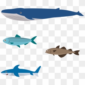 Flat Design Illustration - Flat Design Aquatic Animals, HD Png Download - whale clipart png