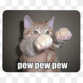 Go Away Monday Pew Pew Pew Cat, HD Png Download - funny cat png