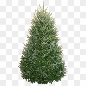 Transparent Tree From Above Png - 12 Foot Fraser Fir Christmas Tree, Png Download - tree from above png