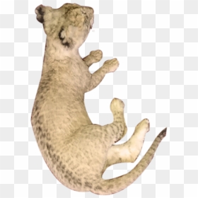 Baby Lion Full Mount Lying Down Bl - Punxsutawney Phil, HD Png Download - baby lion png