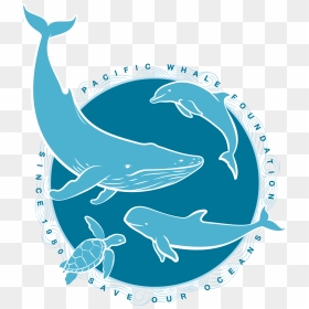 Logo Chup Chup Gourmet, Transparent Png - Whale, Png Download - whale clipart png